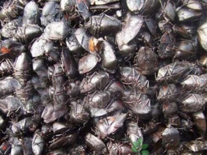 �����Ĺ�Ч�����ü�����