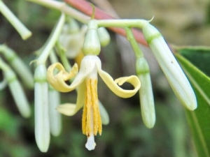 �˽Ƿ㻨�Ĺ�Ч������ �˽Ƿ㻨�ĸ���