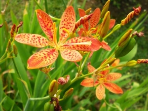 ��ɵĹ�Ч�����ü�������