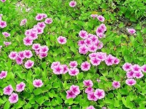 �����ٵĹ�Ч������ ���η�ʪ��ʹӸ��