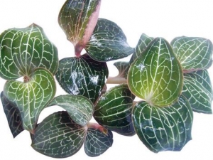 �������Ĺ�Ч�����ü�ʳ�÷���