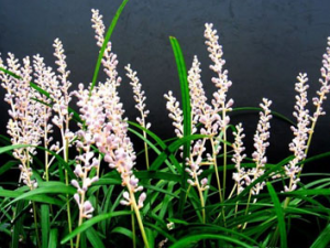 ϸҶ������