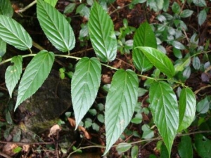 ��{���Ĺ�Ч������ ���ֹ�� ��������