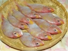 鯮鱼的营养价值 鯮鱼的食用方法