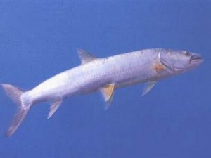 �����Ӫ����ֵ �����ʳ�÷���