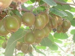 ⨺֦ҶĹЧ ⨺֦Ҷĸ