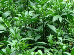 ����ݵĹ�Ч������ ����ݵĸ���