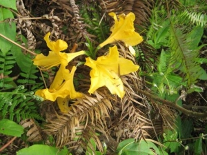 ���򻨵Ĺ�Ч�����ü�����