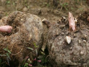 ħ���Ӫ����ֵ ħ���ʳ�÷���