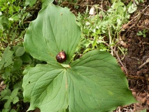 ͷ��һ����Ĺ�Ч������ ��ֹʹ ��ѪֹѪ