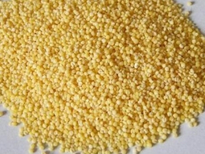 �����˶�����������Ƣθ