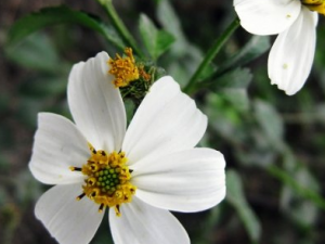 �＾����ʳԭ�� ����ˮ��Ů��Ҫ������