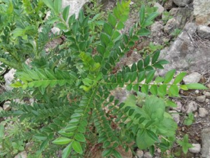 �㳣�����ݲ��� ���ݲ����������