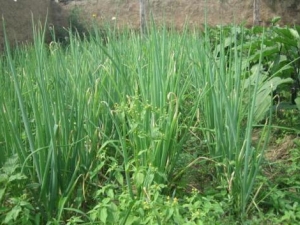 С�е�Ӫ����ֵ С�е�ʳ�÷���