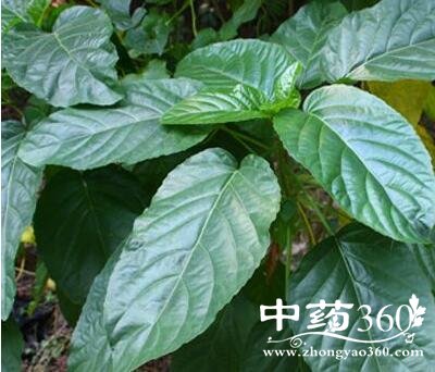 丢了棒的功效与作用 丢了棒的用法用量和使用禁忌-中药360