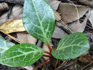 ��Ҳ�����ú�����Ĥ�� ������Ĥ��ô��������Ч