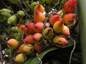 �����ӵ�Ӫ����ֵ �����ӵ�ҩ������ �����ӵĸ���