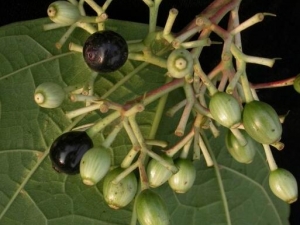 �˽Ƿ���Ĺ�Ч�����ü�����