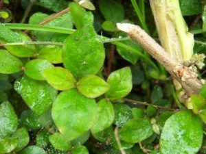 ���ȵĹ�Ч������ ���Ƚⶾ ��Ѫɢ��