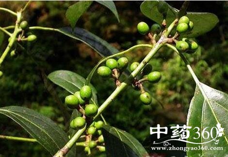 豆豉羌的功效与作用 豆豉羌的用法用量和使用禁忌 - 中药360