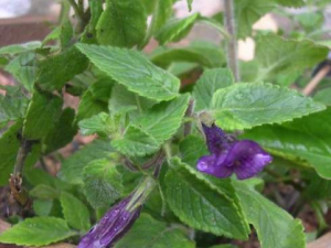 ����ë����