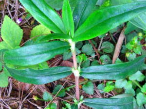 ���ɵ������ ���ɵ��Ĺ�Ч