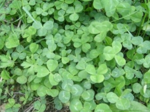 ������Ĺ�Ч������