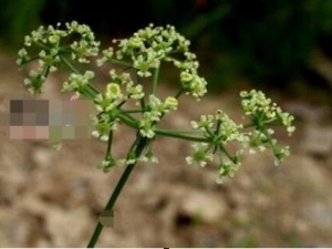 ����צ�Ĺ�Ч�����ü�����