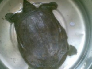 ��Ѫ����Ĵ��� ��Ѫ����Ĺ�Ч