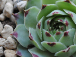 �涾ɢ�Ĵ��� �涾ɢ�Ĺ�Ч