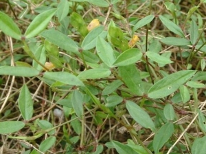 ����ݸ��Ĺ�Ч������ ���Ƚⶾ