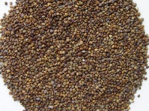 ɳԷ�ӵĹ�Ч�����ü�����