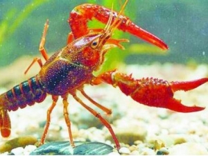 С��Ϻ��Ӫ����ֵ С��Ϻ��ʳ�÷���