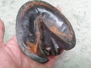 ����׵Ĺ�Ч������ �α�©����