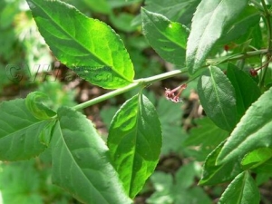 �˱���Ĺ�Ч������ �˱����䷽