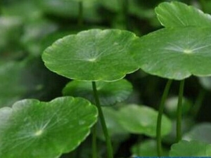 �������Ĺ�Ч������ ���������� ������ҩ������