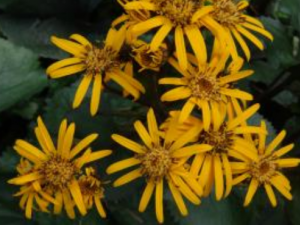 ��Ҷ����