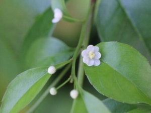 ÷Ҷ�Ĺ�Ч������ ÷Ҷ�ĸ���