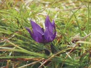 ���ڽ�ݵĹ�Ч������