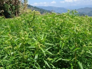 �������Ĺ�Ч�����ü�����