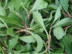 ����ͷ�Ĺ�Ч�����ü�����