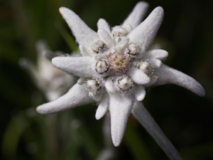 ��ѩ���޲�