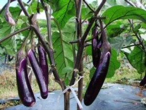 ���ӵ�Ӫ����ֵ ���ӵ�ʳ�÷���