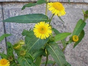 ��вݵĹ�Ч�����ü�����