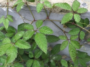 �ʹ����Ĺ�Ч�����ü�������