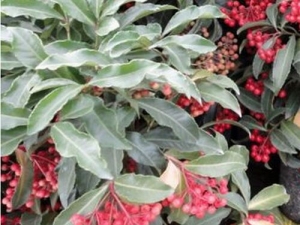 ������Ҷ�Ĺ�Ч������