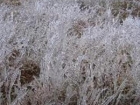 冰草白穗的功效与作用 清热利湿