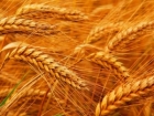 小麦的营养价值 小麦的食用方法