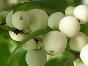 ��������ҩ����� ��������ҩ�Ĺ�Ч