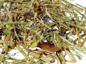 �������������� ����������Ĺ�Ч